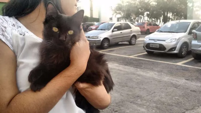 Gato ra a SRD idade 2 anos nome Lua