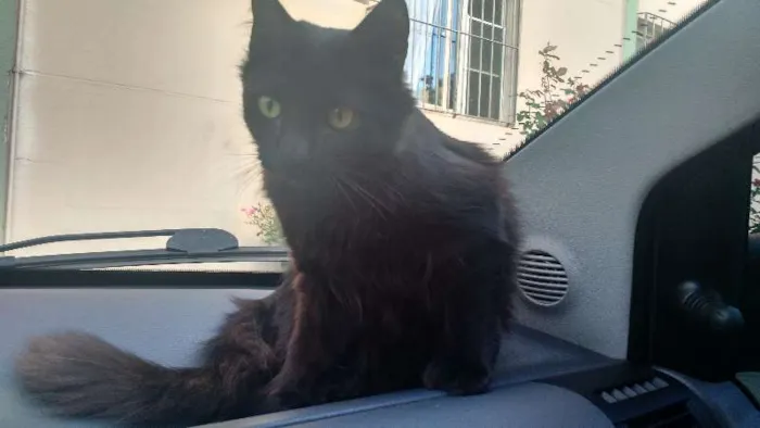Gato ra a SRD idade 2 anos nome Lua