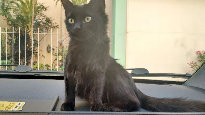 Gato ra a SRD idade 2 anos nome Lua