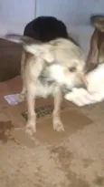 Mel e Spike