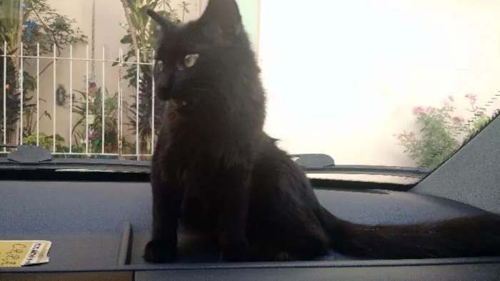 Gato ra a SRD idade 2 anos nome Lua