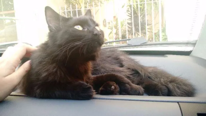 Gato ra a SRD idade 2 anos nome Lua