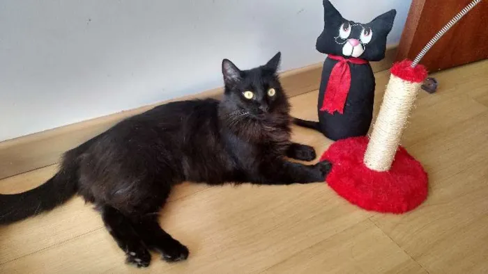 Gato ra a SRD idade 2 anos nome Lua