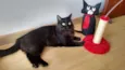Lua
