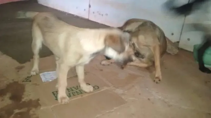 Cachorro ra a SRD idade 2 a 6 meses nome Mel e Spike