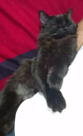 Gato ra a SRD idade 2 anos nome Lua