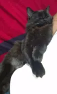 Lua