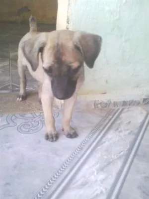 Cachorro raça  idade 2 a 6 meses nome sem nome