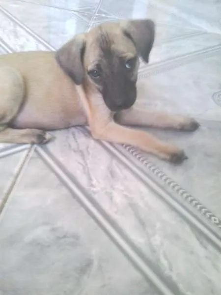 Cachorro ra a  idade 2 a 6 meses nome sem nome