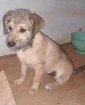 Cachorro ra a SRD idade 2 a 6 meses nome Mel e Spike