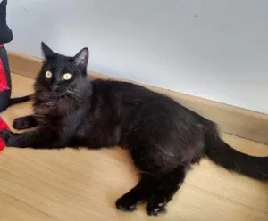 Gato raça SRD idade 2 anos nome Lua