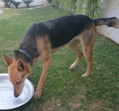 Cachorro ra a Pastor alemão idade  nome ?