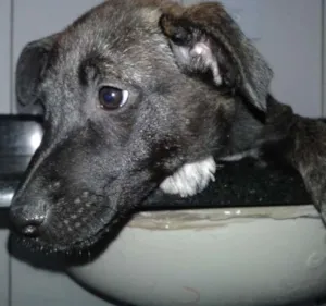 Cachorro raça SRD idade 2 a 6 meses nome NESTOR E ISAAC