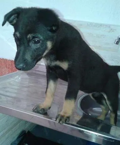 Cachorro ra a SRD idade 2 a 6 meses nome SUSY