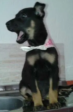 Cachorro ra a SRD idade 2 a 6 meses nome SUSY