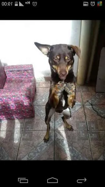 Cachorro ra a vira lata idade 2 anos nome marley