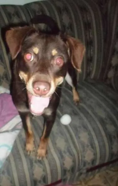 Cachorro ra a vira lata idade 2 anos nome marley