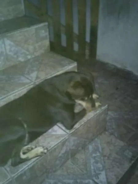 Cachorro ra a vira lata idade 2 anos nome marley