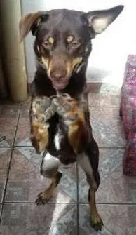 Cachorro raça vira lata idade 2 anos nome marley