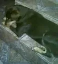 marley