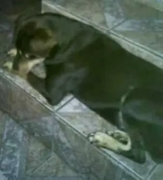 Cachorro ra a vira lata idade 2 anos nome marley