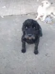 PELÉ