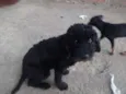 PELÉ