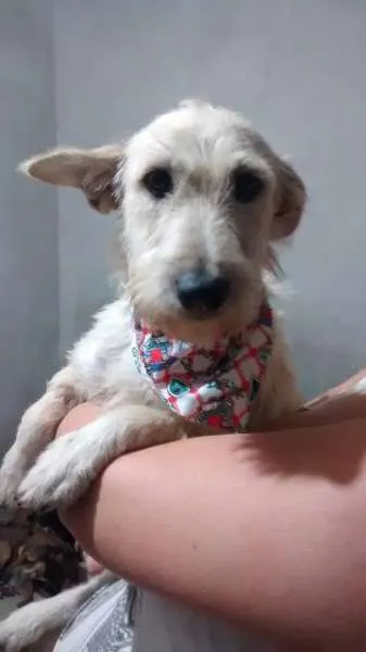 Cachorro ra a SRD idade 1 ano nome Bebel
