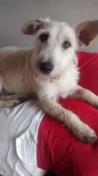 Cachorro ra a SRD idade 1 ano nome Bebel