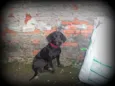 PRETO