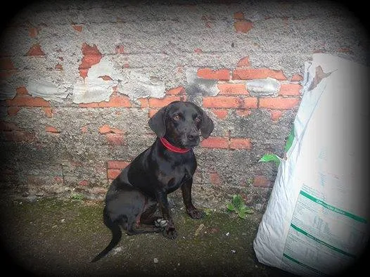 Cachorro ra a SRD idade 1 ano nome PRETO