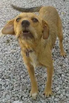 Cachorro raça SRD idade 2 anos nome BELLA