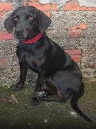 Cachorro raça SRD idade 1 ano nome PRETO