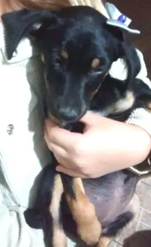 Cachorro raça SRD idade  nome Maya