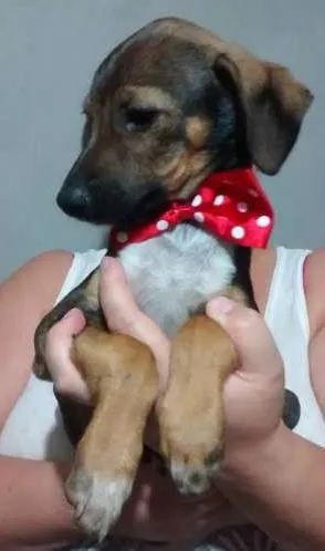 Cachorro raça SRD idade 2 a 6 meses nome Godo