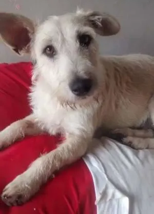 Cachorro raça SRD idade 1 ano nome Bebel