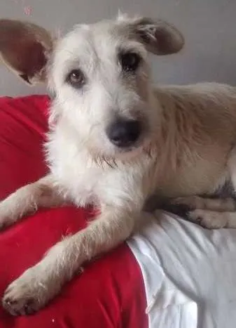 Cachorro ra a SRD idade 1 ano nome Bebel