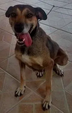 Cachorro raça SRD idade 2 anos nome FERRUGEM