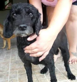 Cachorro raça Cocker idade 3 anos nome PELÉ