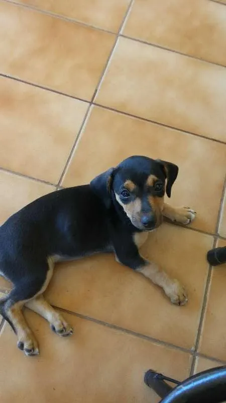 Cachorro ra a SRD idade 2 a 6 meses nome Meg
