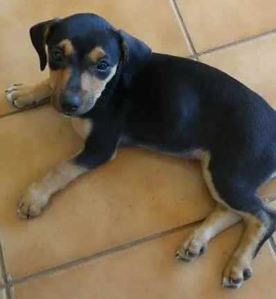 Cachorro ra a SRD idade 2 a 6 meses nome Meg