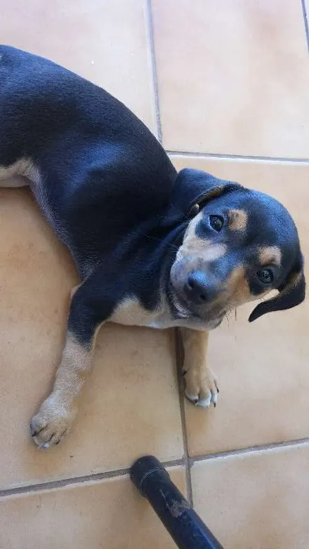 Cachorro ra a SRD idade 2 a 6 meses nome Meg
