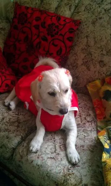 Cachorro ra a nao  idade 1 ano nome Belinha