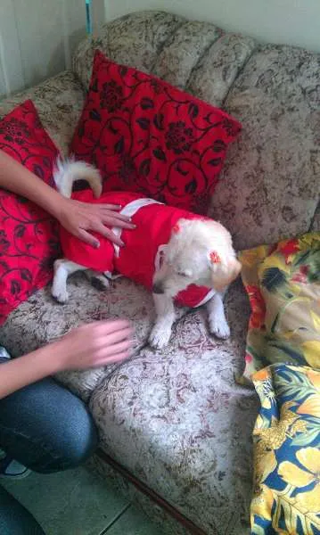 Cachorro ra a nao  idade 1 ano nome Belinha