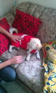 Belinha