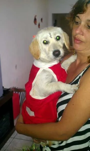 Cachorro ra a nao  idade 1 ano nome Belinha