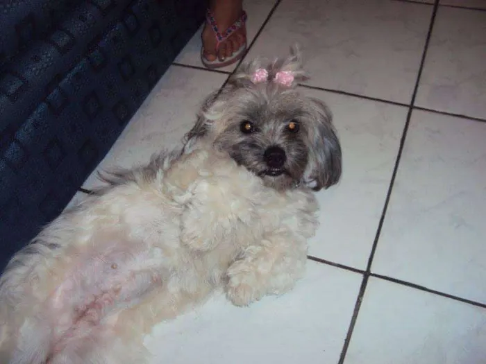 Cachorro ra a Lhasa Apso idade 5 anos nome Princesa