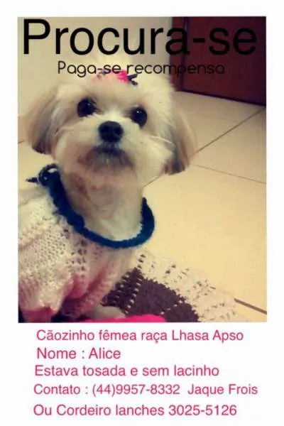 Cachorro ra a Lhasa Apso idade 7 a 11 meses nome Alice