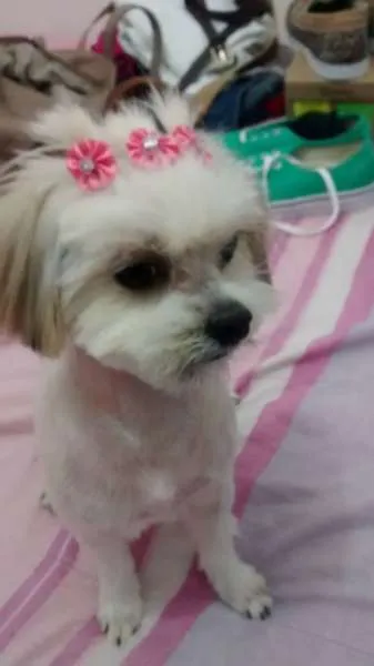 Cachorro ra a Lhasa Apso idade 7 a 11 meses nome Alice