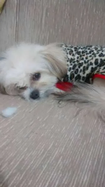 Cachorro ra a Lhasa Apso idade 7 a 11 meses nome Alice